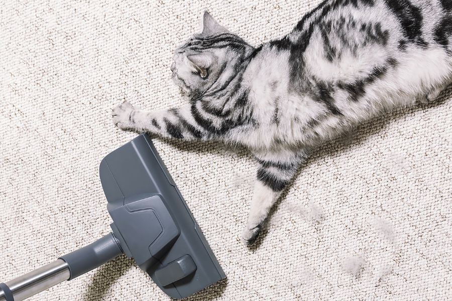 aspirador de pó bom para pelos animais 