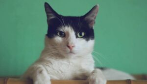 melhor melhor antipulgas para gato